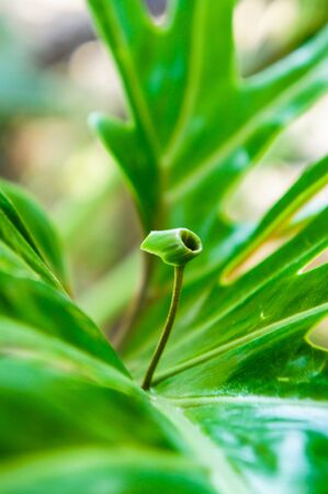 Asplenium nidusの写真素材