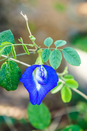 Clitoria ternateaの写真素材