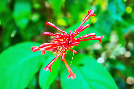 Odontonema strictumの写真素材