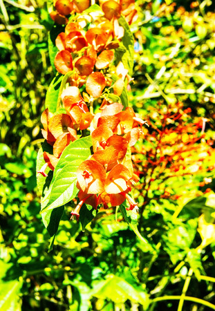 Chinese Hat Plantの写真素材