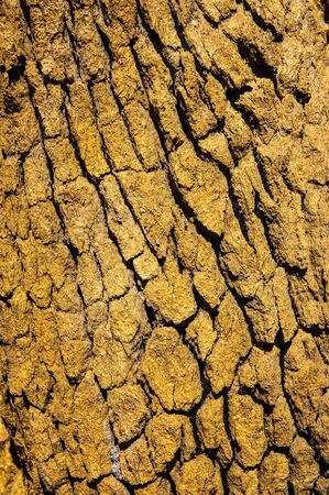 Tree bark textureの写真素材