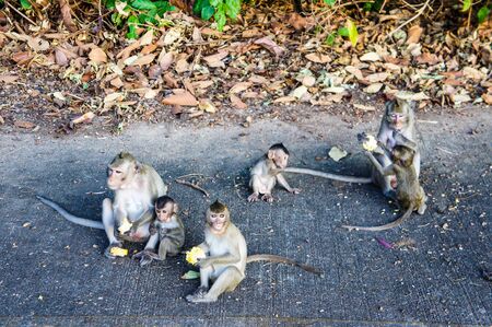 Monkey familyの写真素材