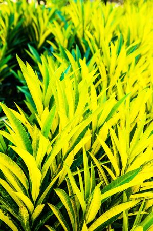 Crotonの写真素材