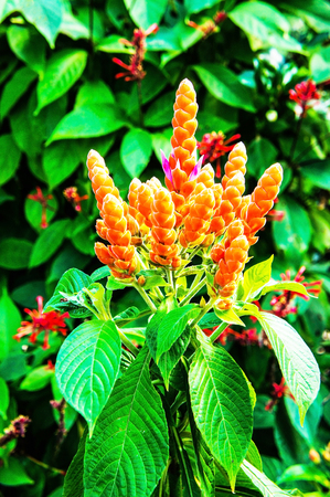 Panama Queen Plant