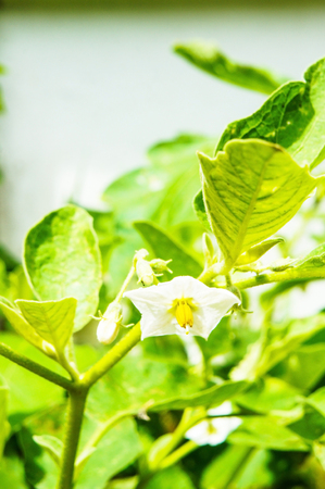 Eggplant flowersの写真素材