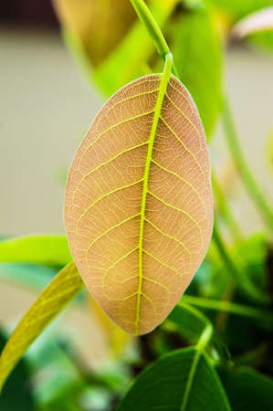 Green leaves backgroundの写真素材