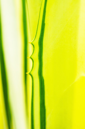 Agave cactus leavesの写真素材