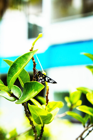 Insect on top of the flower