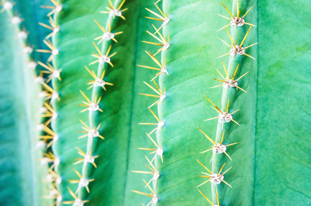 Close up cactusの写真素材