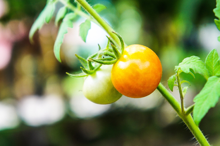 Tomatoes in the gardenの写真素材