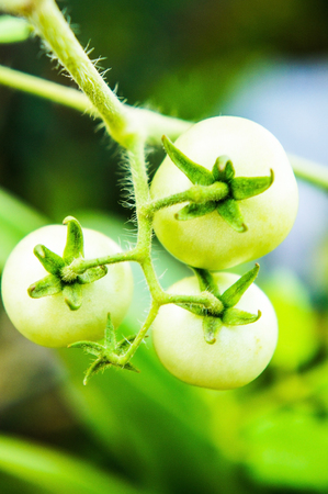 Tomatoes in the gardenの写真素材