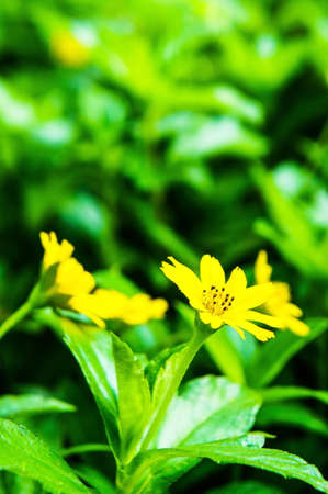 Wedelia trilobata