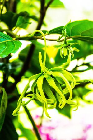 Cananga fruticosaの写真素材
