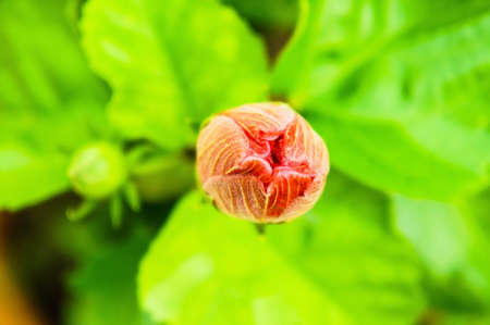 Hibiscus flowersの写真素材