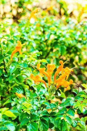 Cape honeysuckleの写真素材
