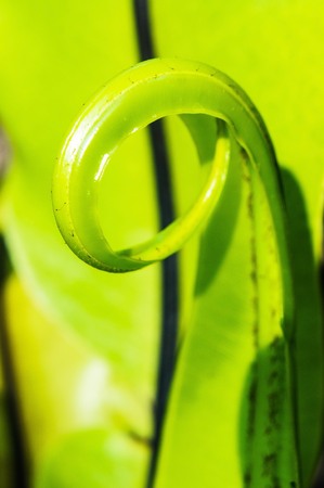 Asplenium nidus