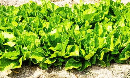 Green lettuce