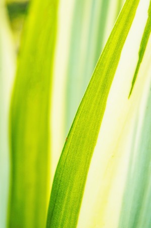 Agave cactus leavesの写真素材