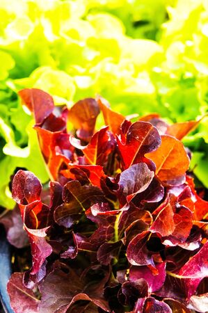 Red lettuceの写真素材