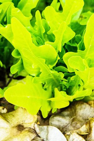 Iceberg lettuceの写真素材