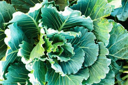 Kale plants