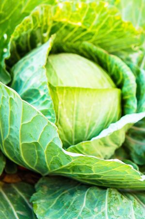 Kale plantsの写真素材