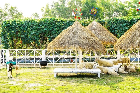 Sheep in the farmの写真素材