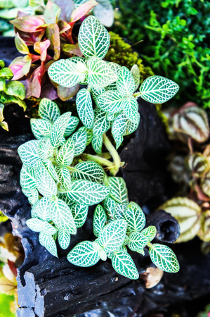 Fittonia albivenisの写真素材