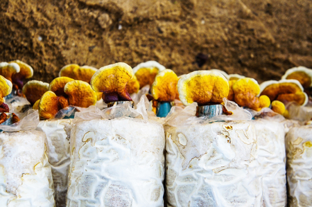 Mushrooms in the farmの写真素材