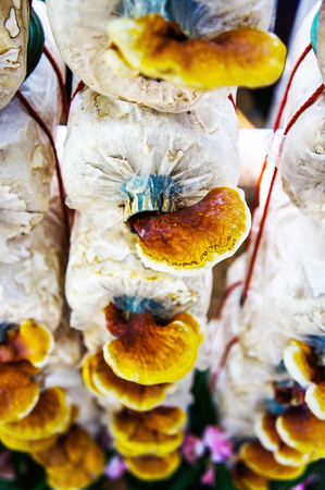Mushrooms in the farmの写真素材