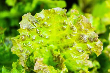 Iceberg lettuceの写真素材