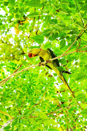 Psittaciformesの写真素材