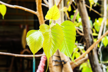 Ficus religiosaの写真素材