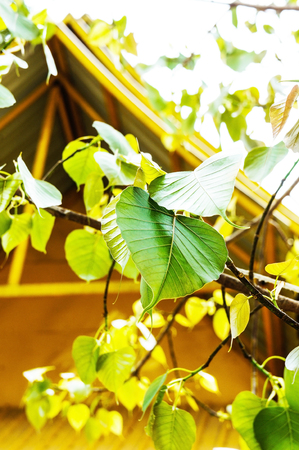 Ficus religiosaの写真素材