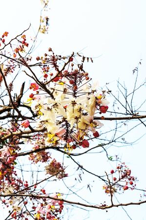 Cassia bakerianaの写真素材