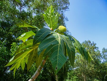 Young jackfruit tree in front of other trees and blue sky