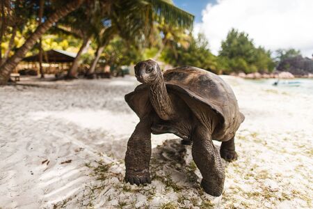 Seychelles. Giant tortoise on Curieuse Islandの写真素材