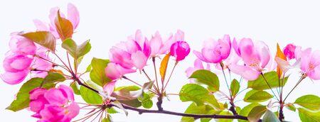 Beautiful blooming sakura tree with space for text. Banner.の写真素材