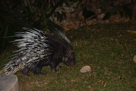 porcupineの写真素材