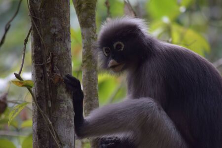 Dusky leaf monkeyの写真素材