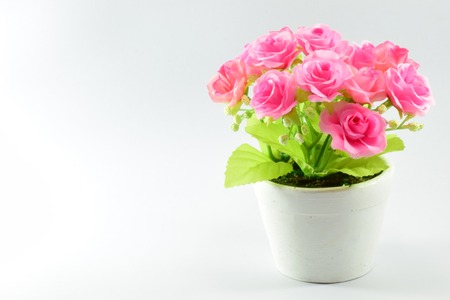 flower pinkの写真素材