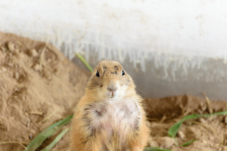 Prairie dog