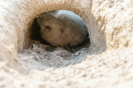 rabbit