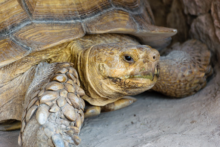 giant Tortoise