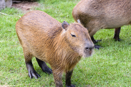 giant Ratの写真素材