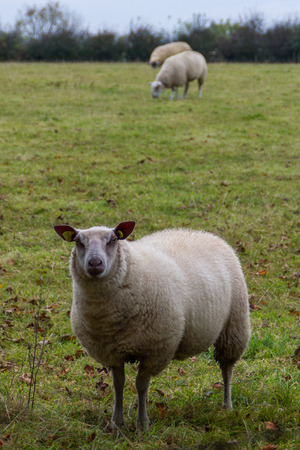 Three sheep grazing in rural Northern Ireland farmland.