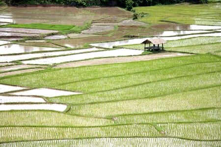 Rice fieldsの写真素材