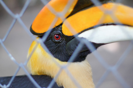 Hornbills in cageの写真素材