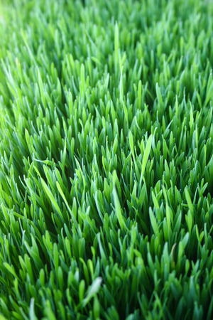 Fresh Spring Green grass vertical ecoの写真素材