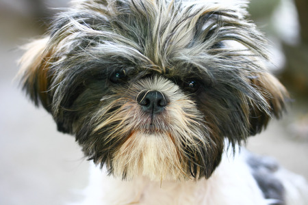 Close-up portrait of a smiling havanese puppy dogの写真素材